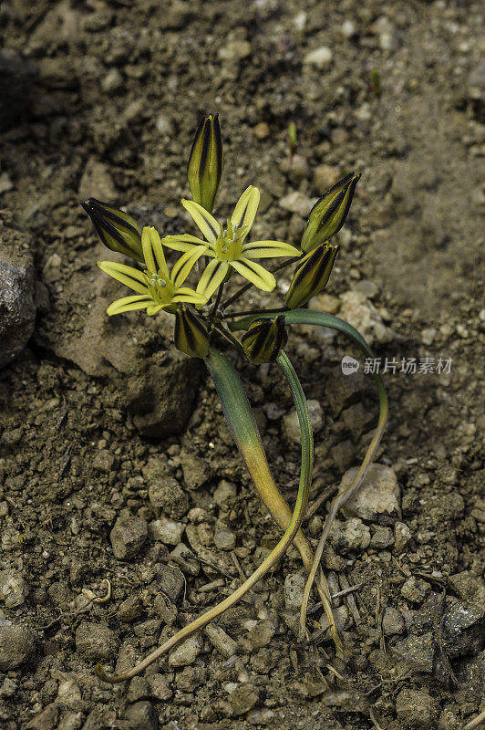 红豆草(Triteleia ixioides)是一种单子叶红豆草属开花植物。索诺拉山口公路越过内华达山脉在Toiyable国家森林，加利福尼亚。